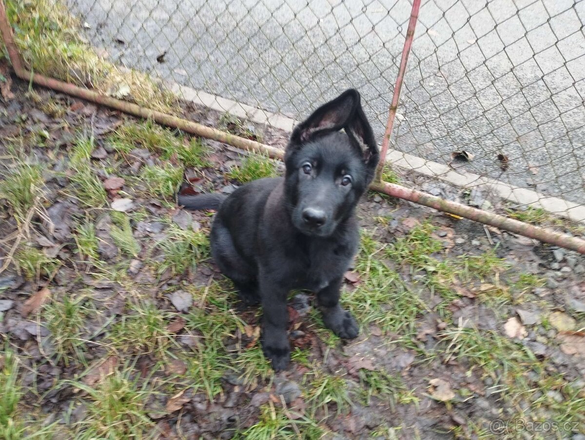 Německý ovčák - štěňata