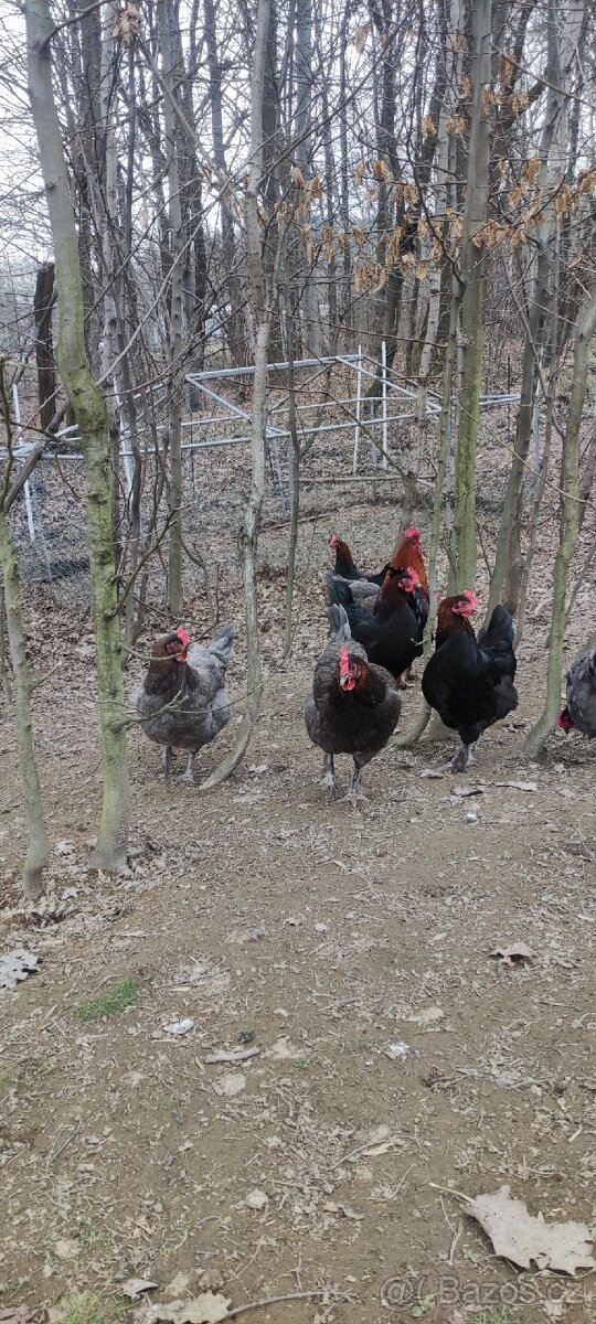 Marans měděněkrká