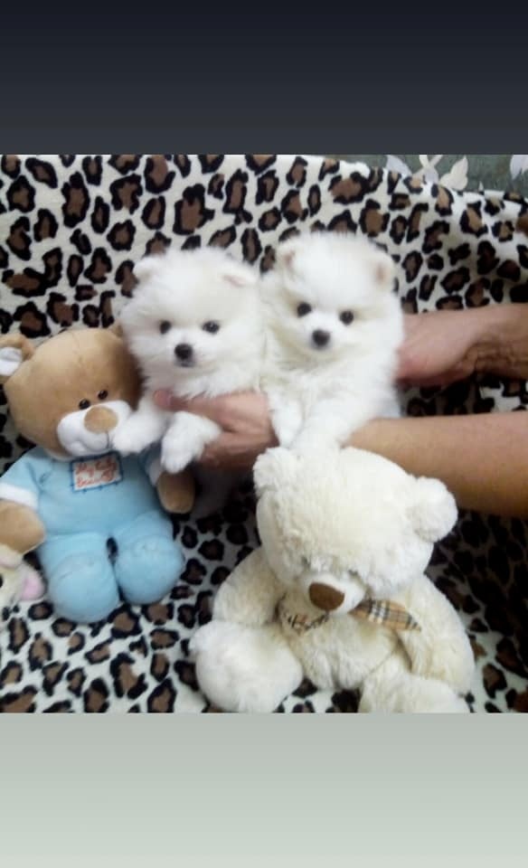 Pomeranian