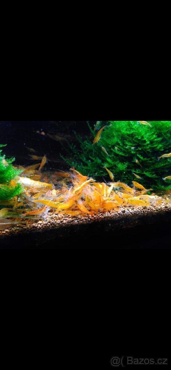 Akvárium, šneci, krevetky neocaridina Bloody mix, Orange