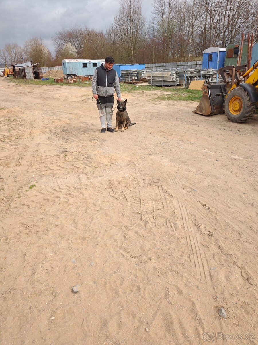 Německý ovčák zdarma