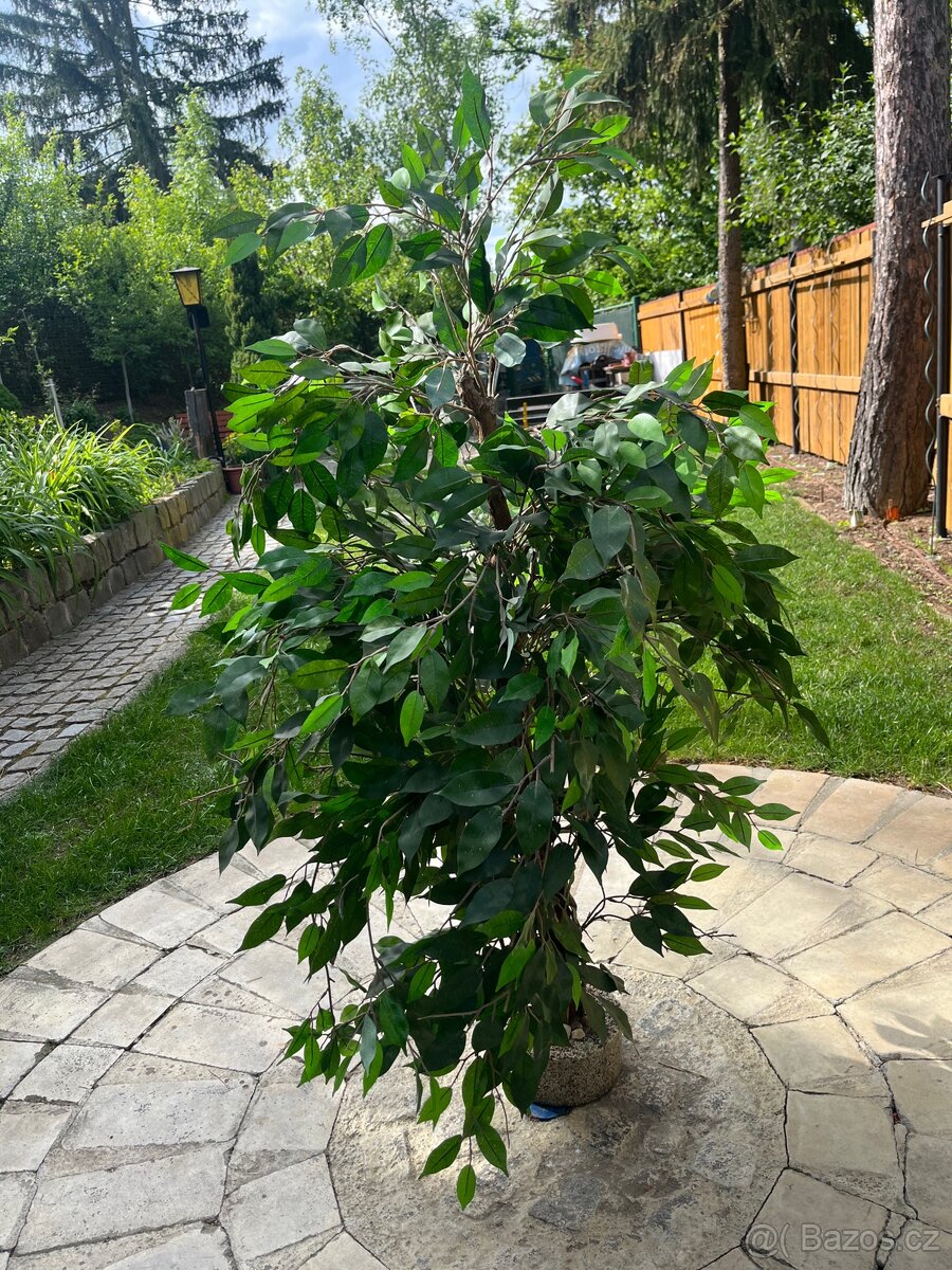 Umělá rostlina výška 130 cm