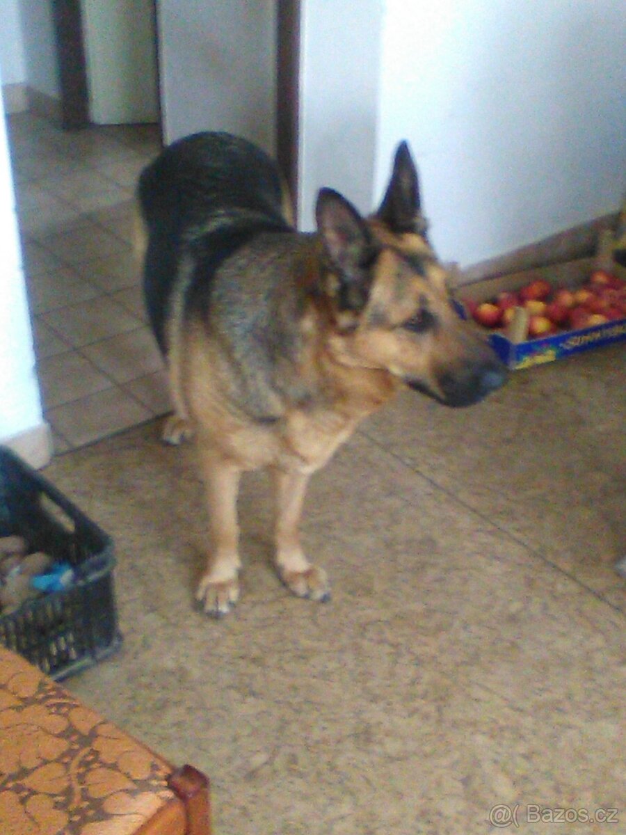 Německý ovčák