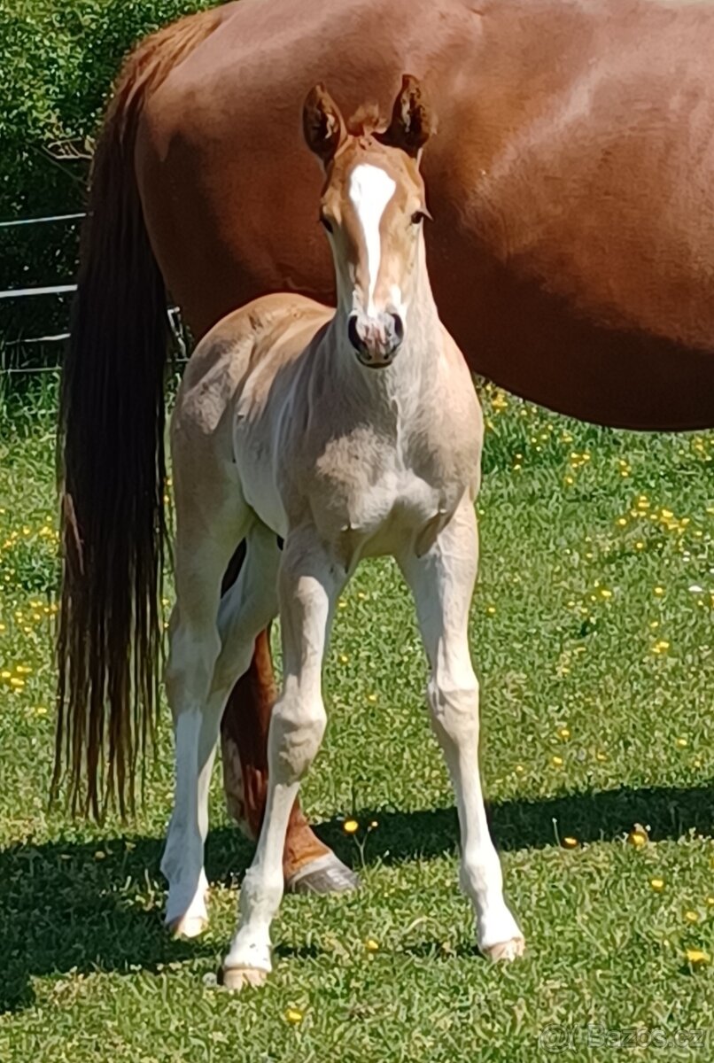 Quarter horse hřebeček