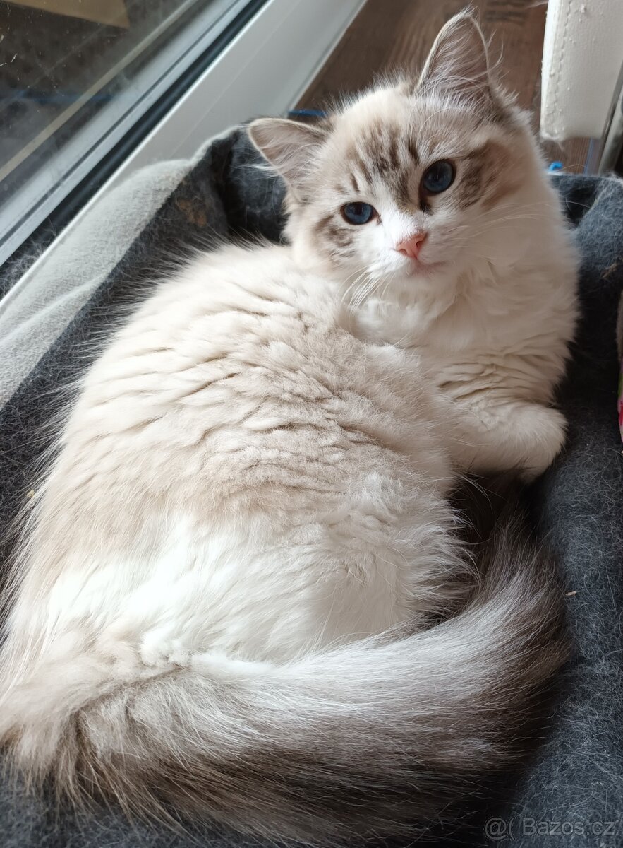 Kočička ragdoll seal bic. lynx s PP