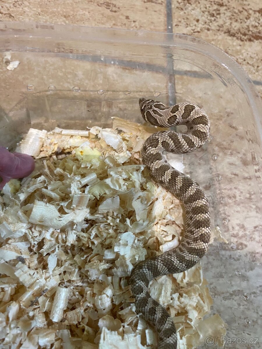 Heterodon Nosatý