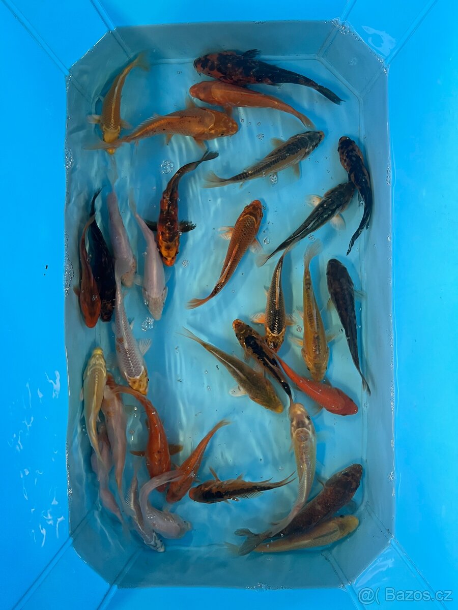 Koi kapr
