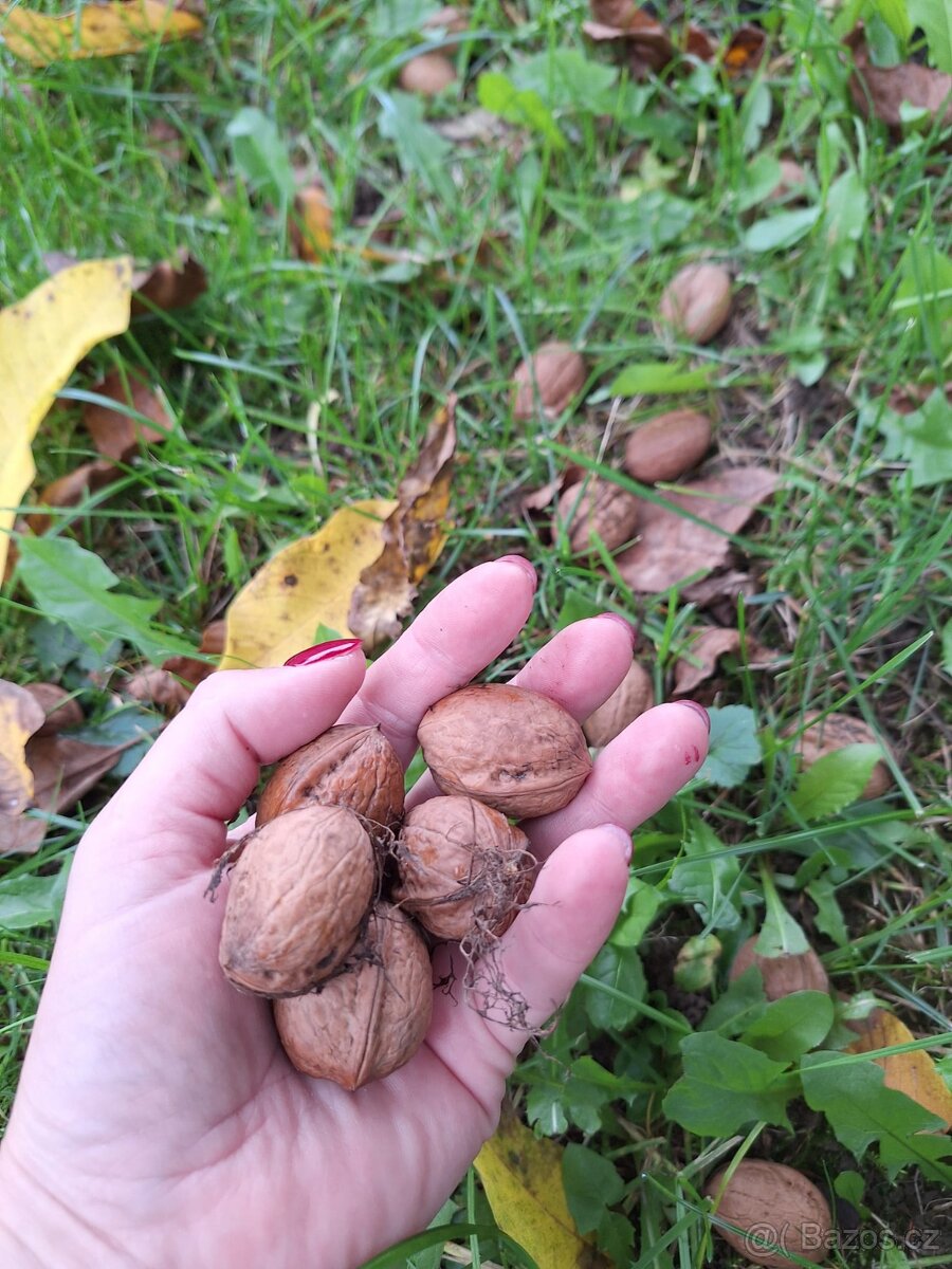 VLAŠSKÉ OŘECHY ZDARMA BEROUN