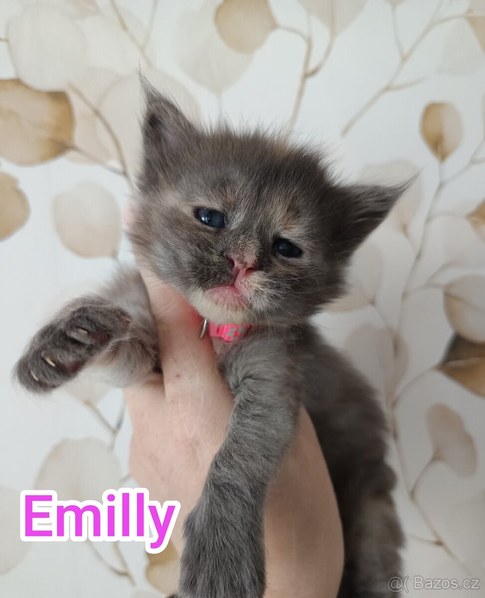 Mainská Mývalí bez PP