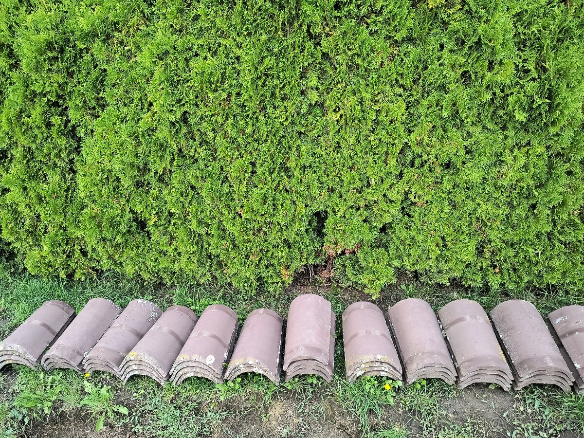 Hřebenace km beta hnědé