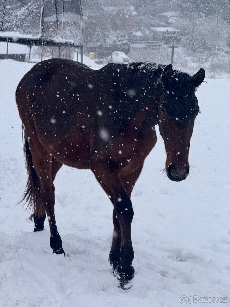 Hodný mohutný hřebeček