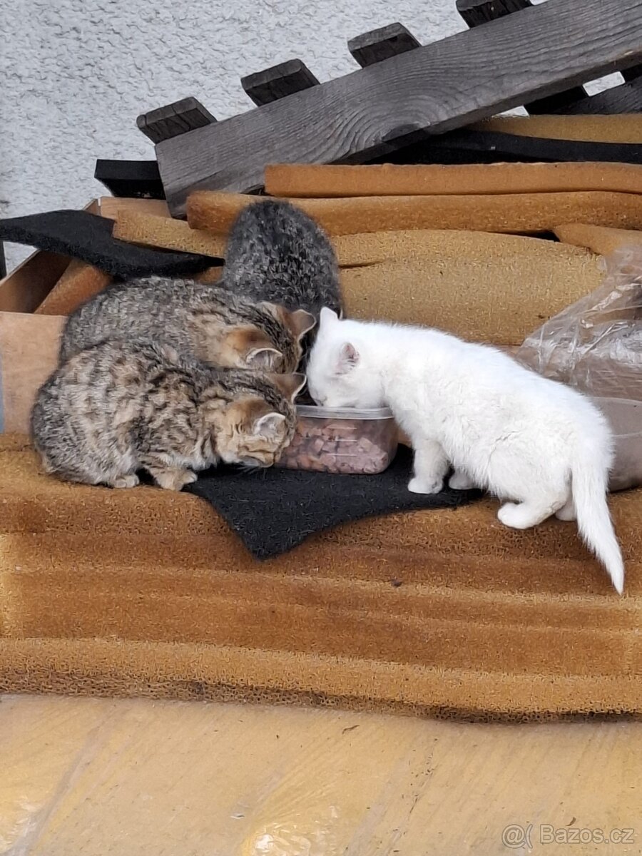 4 koťátka hledají domov