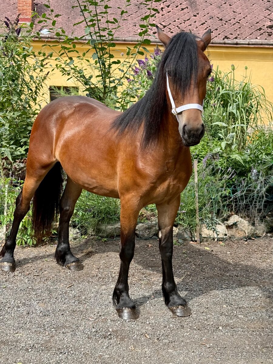 Klisna WELSH COB D