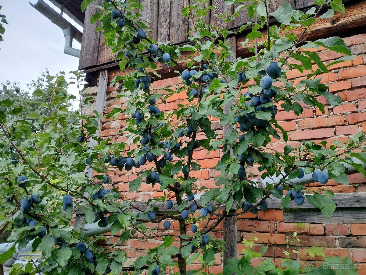 Švestky