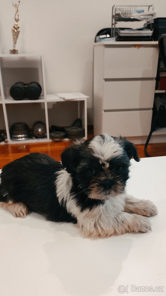 Shih Tzu štěňata s pp