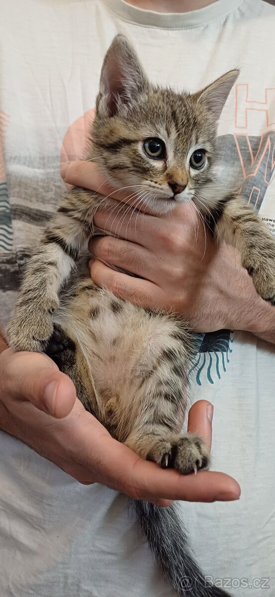 Mainská x Ragdoll x