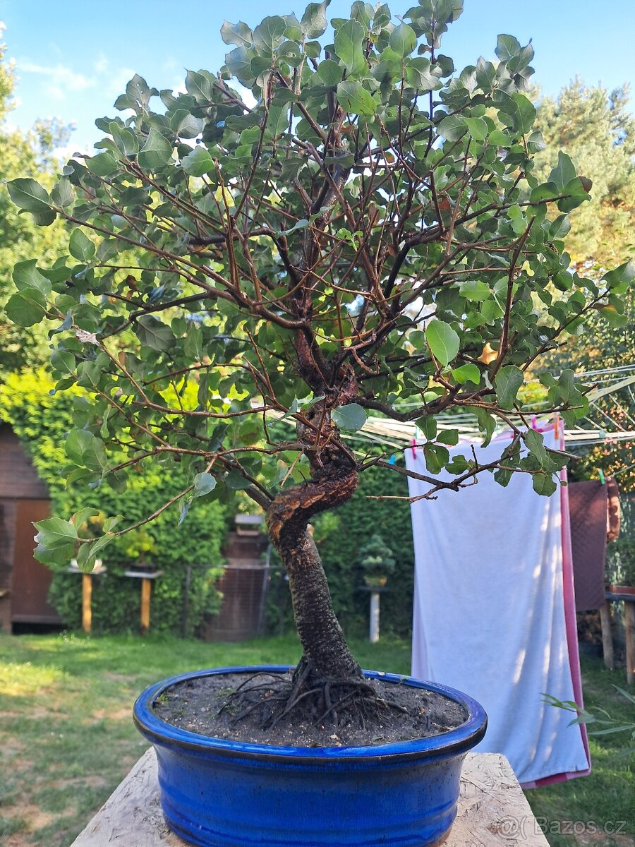Bonsaj,bonsai Dub