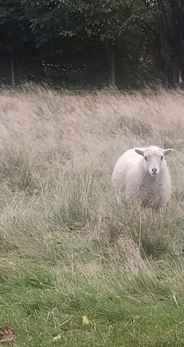 Ouessantské / Quessantské ovce