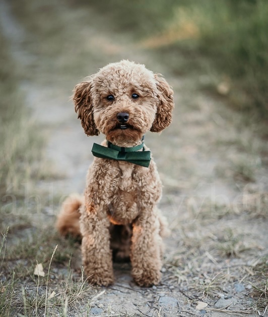 Krytí - Trpasličí Pudl Apricot, 2 roky, 5kg