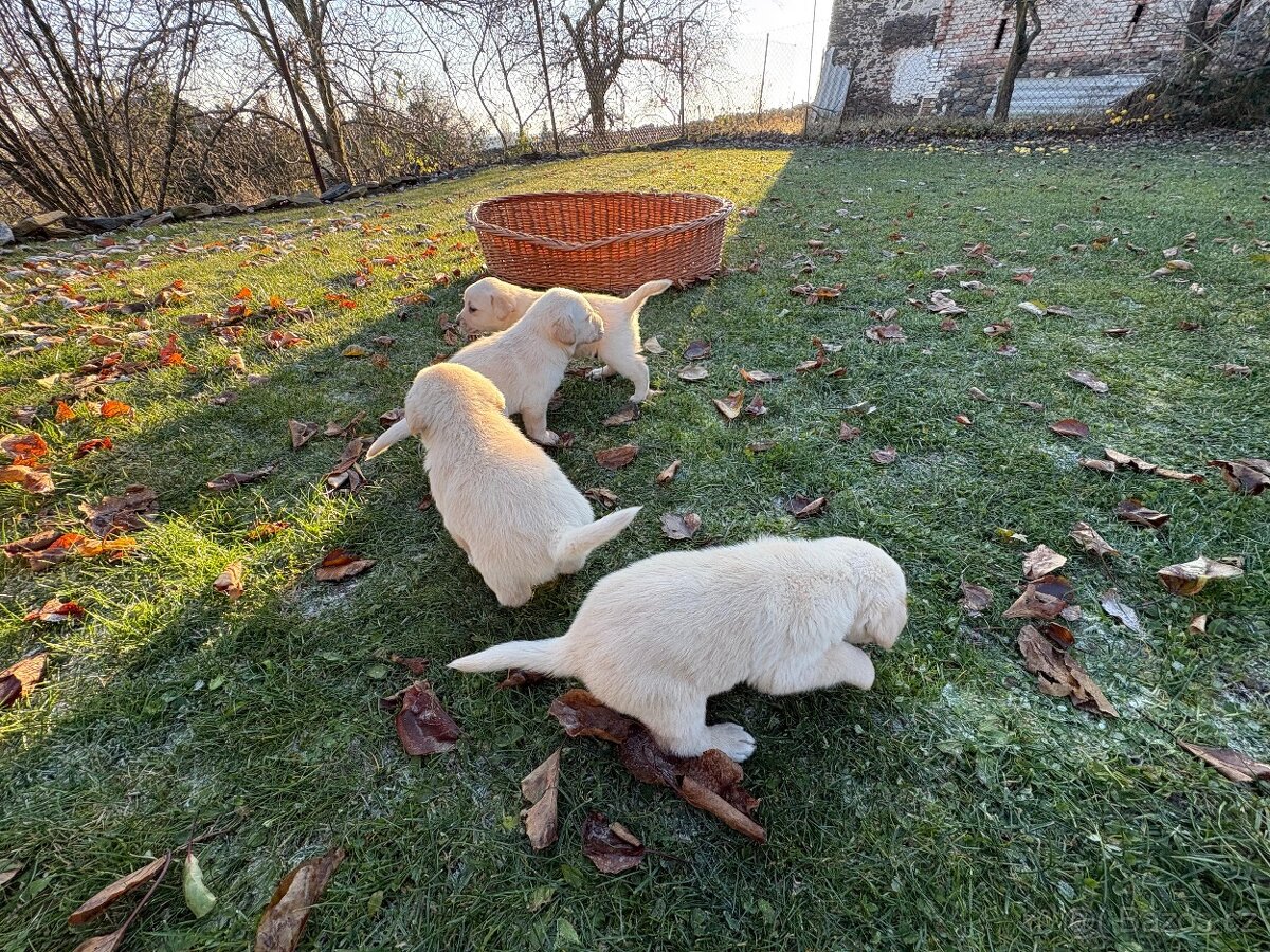 Štěňata Labradorského retrívra