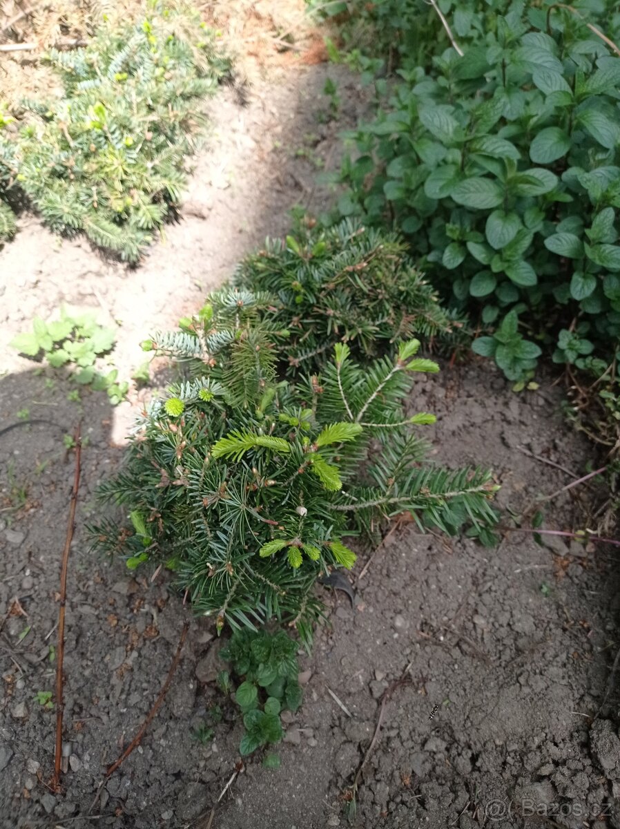 Sazenice Jedle kavkazská- celé zbylé svazky nebo i jiné