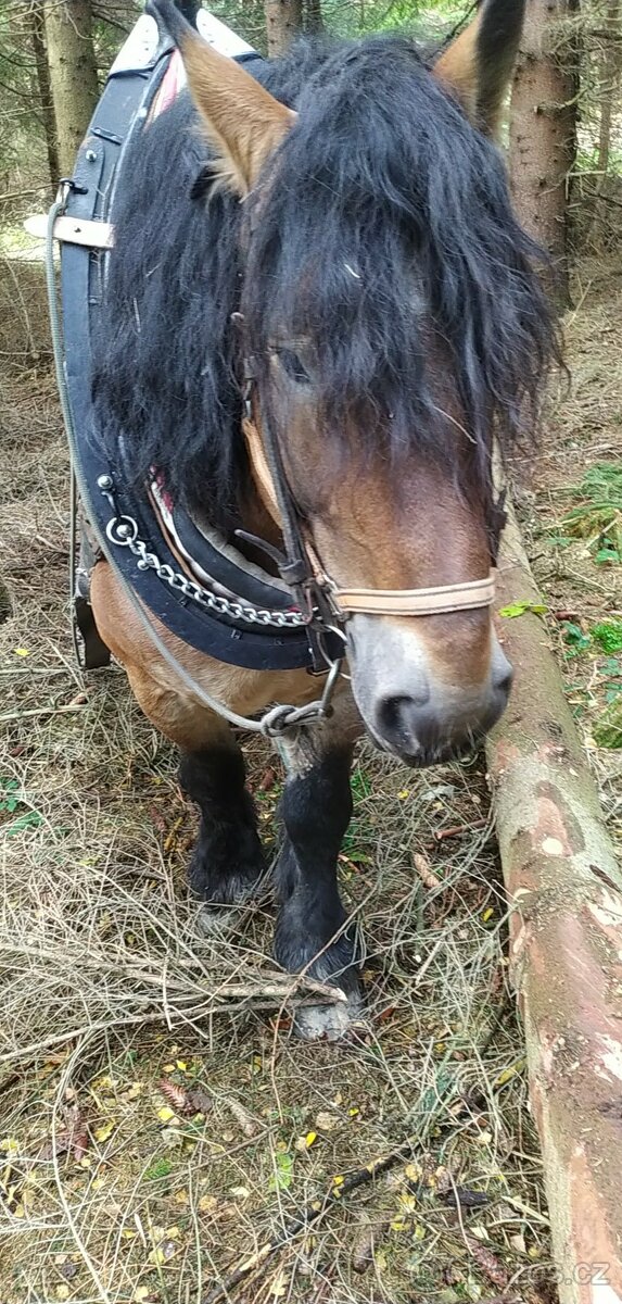 Polský chladnokrevník