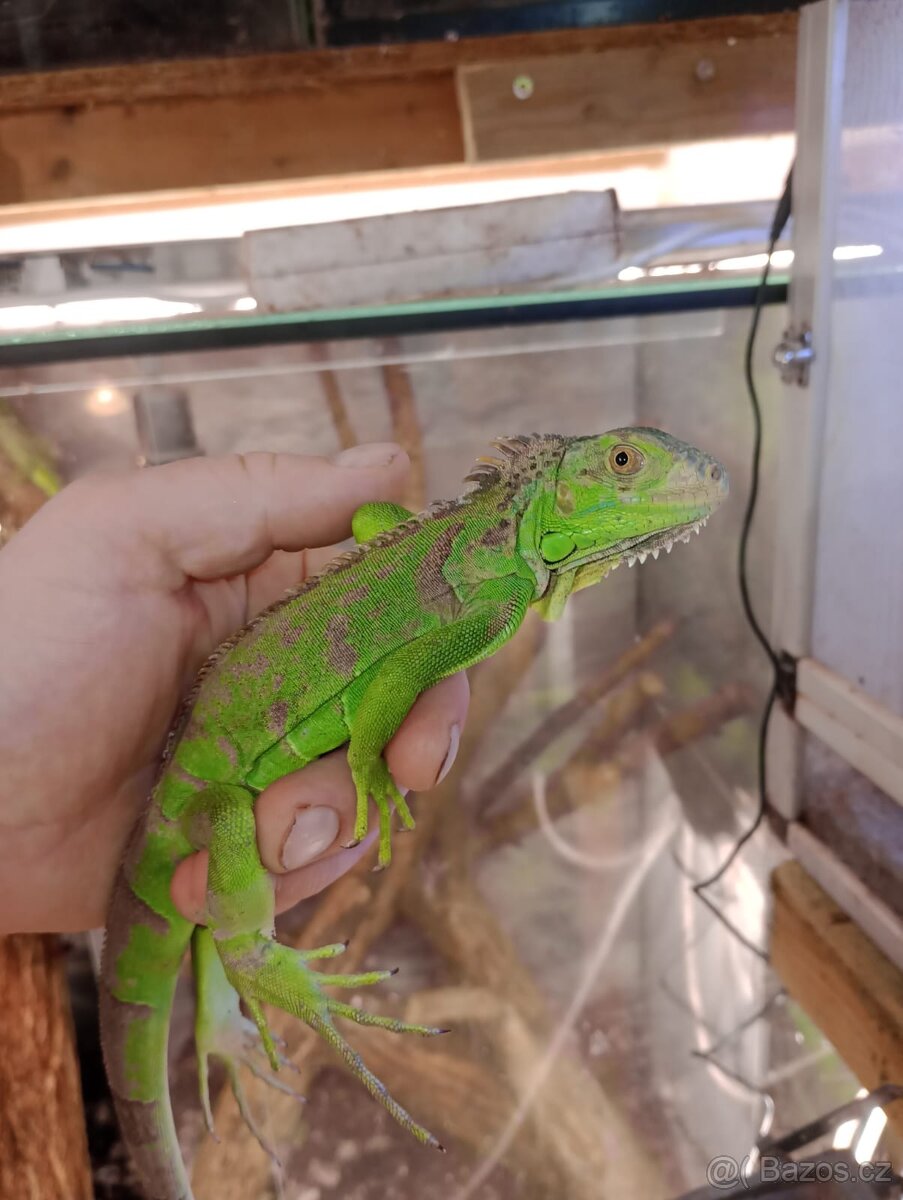 Leguán zelený (Iguana iguana)