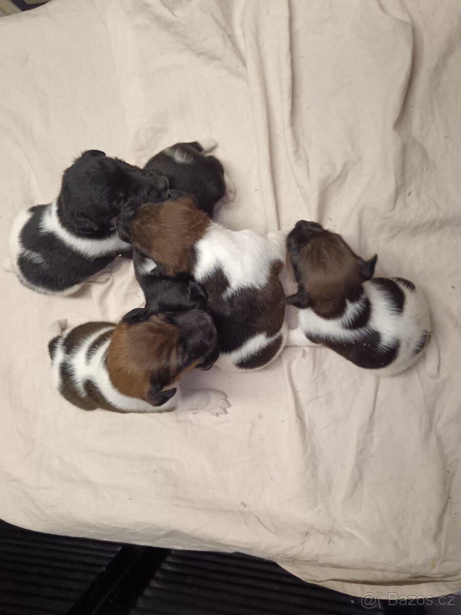 Foxteriér hladkosrstý - štěňata s PP