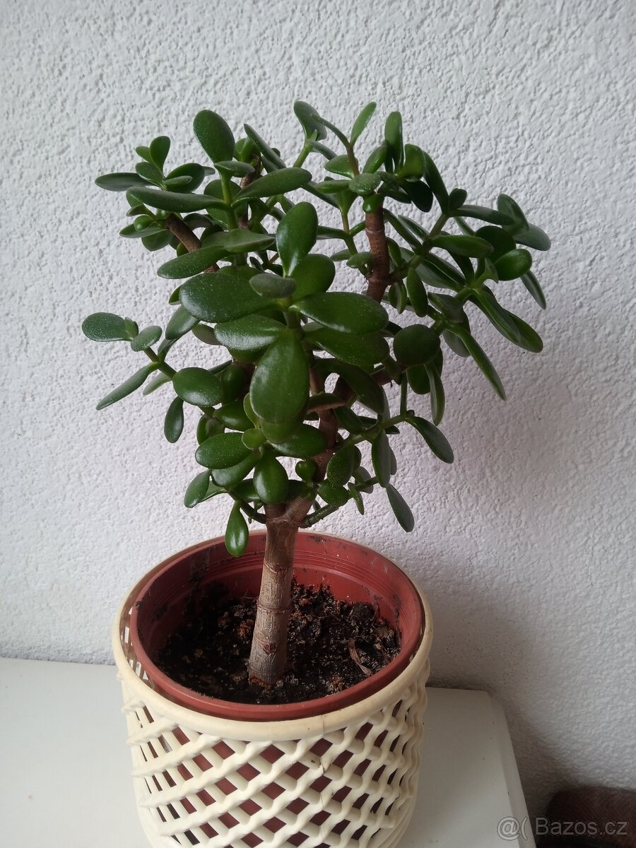 Strom života tlustice