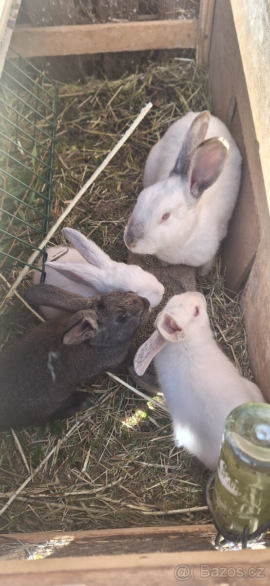Prodám samici králíka a 3 králíčata