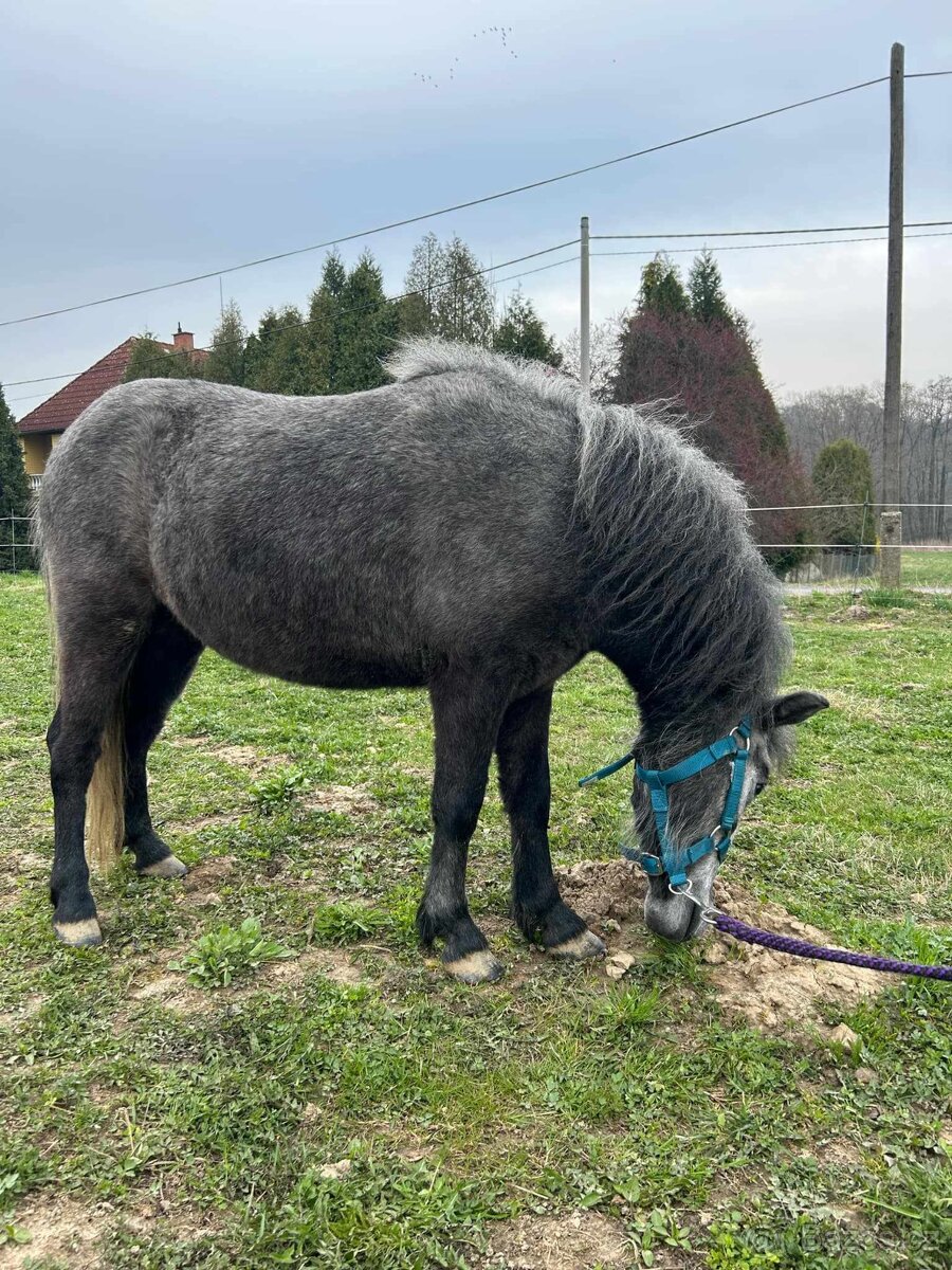 Valášek pony