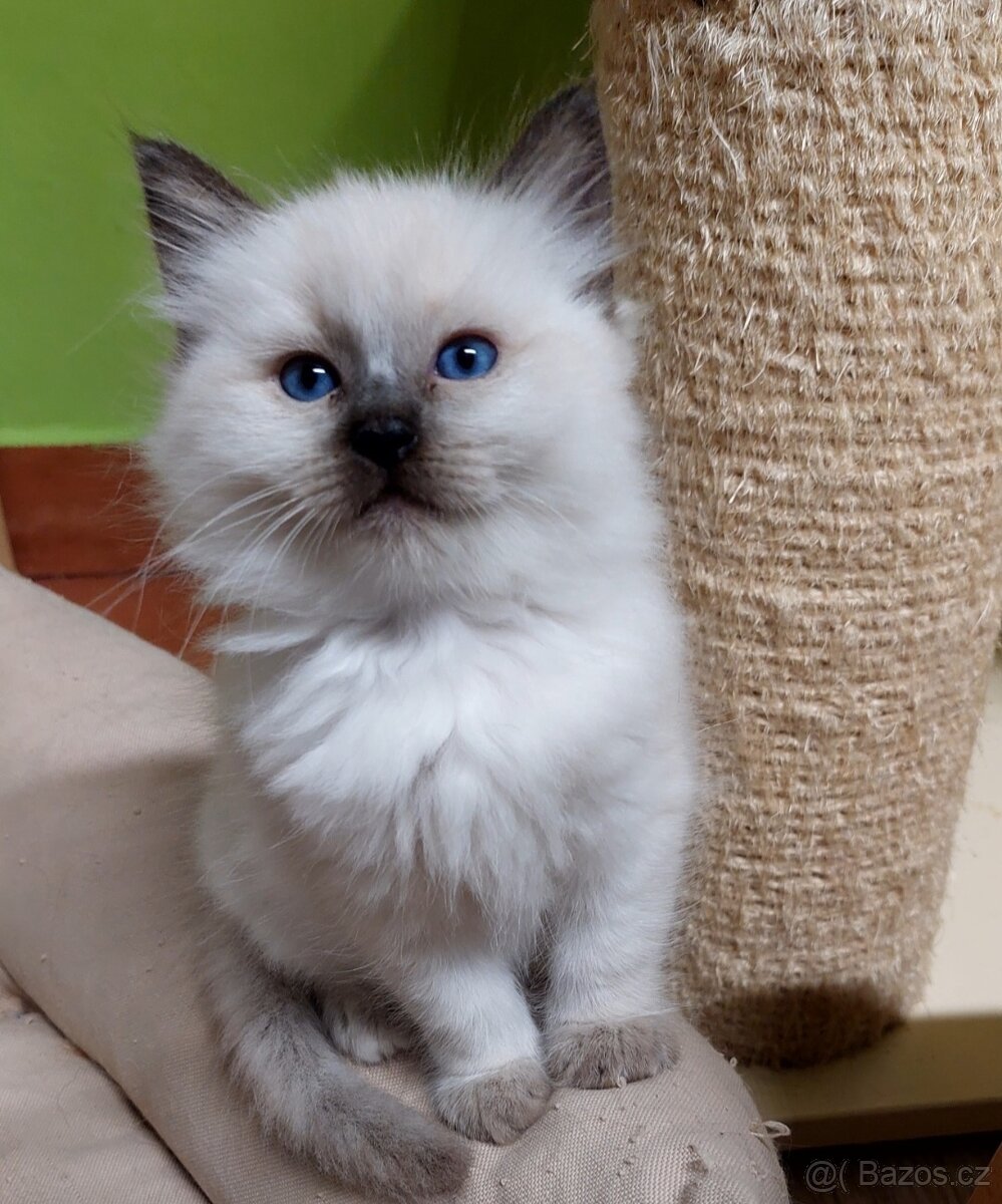 Poslední holčička Ragdoll k REZERVACI