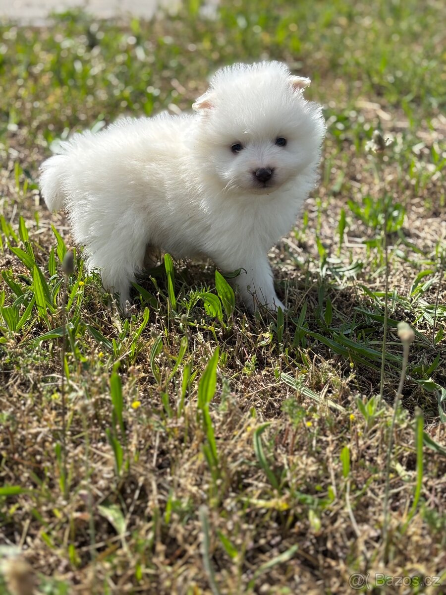 pomeranian