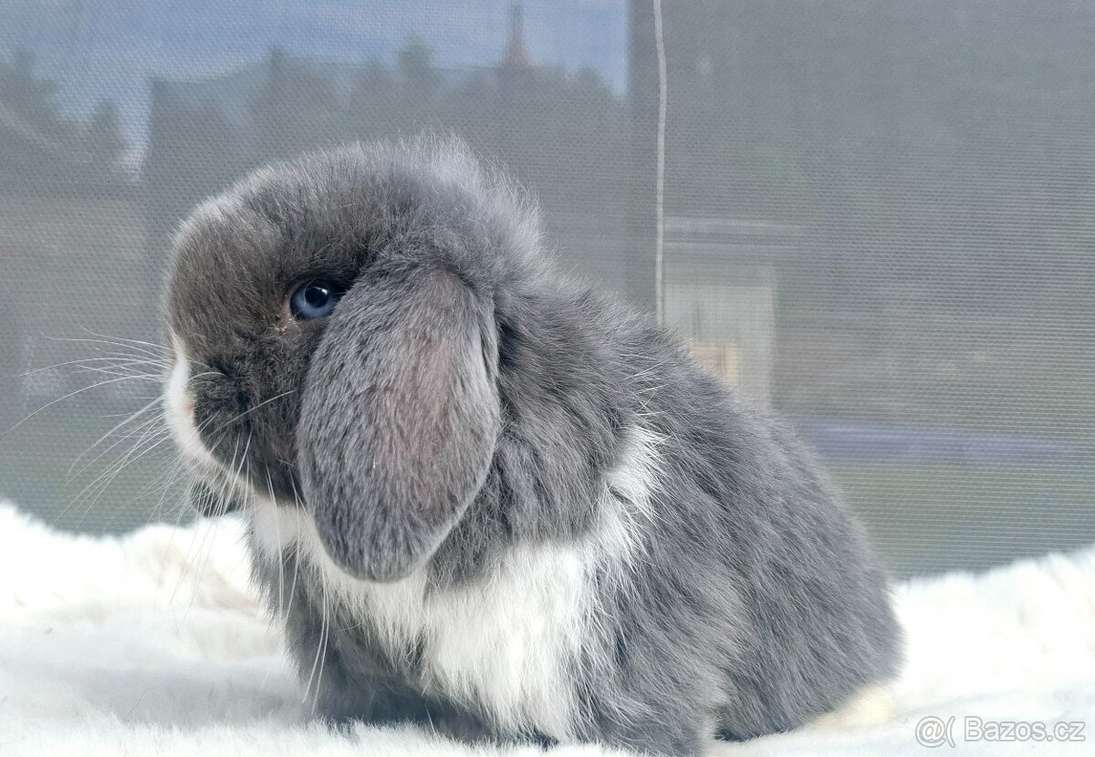 ❤️ luxusní zakrslý beránek minilop ❤️