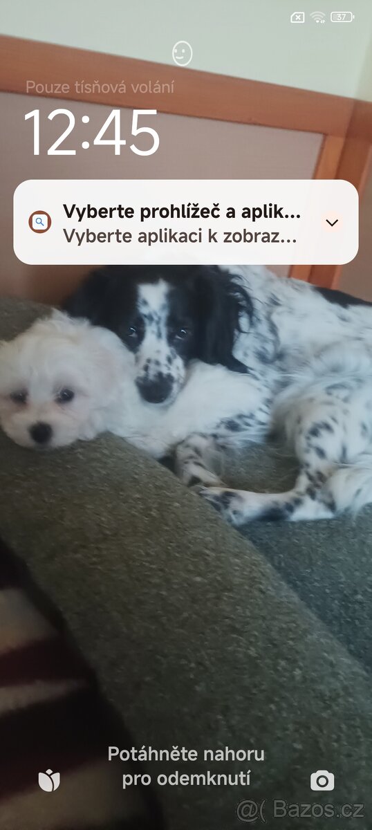 Hledám náhradu za Sárinku