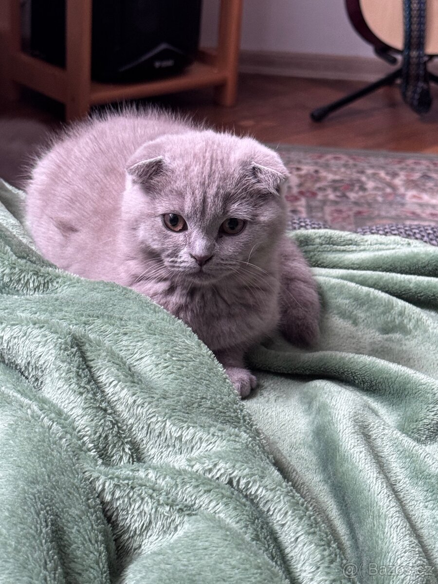 Skotská koťatká: Scottish fold a Scottish straight