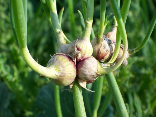 cibule prorůstaná (Egyptská) - semena
