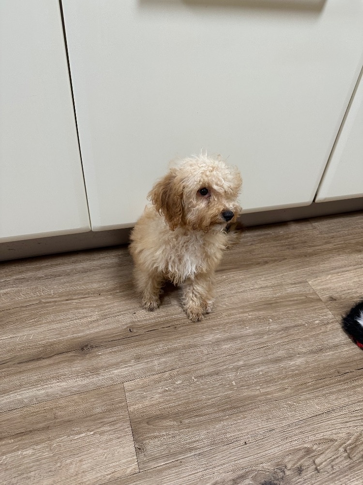 Maltipoo pejsek