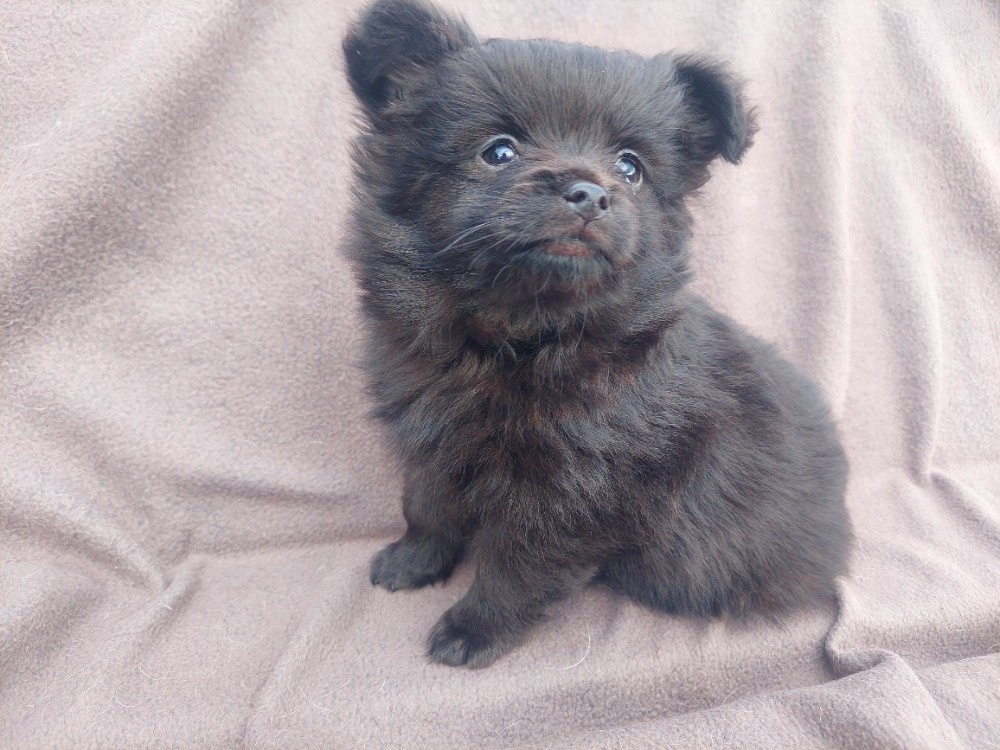 Pomeranian