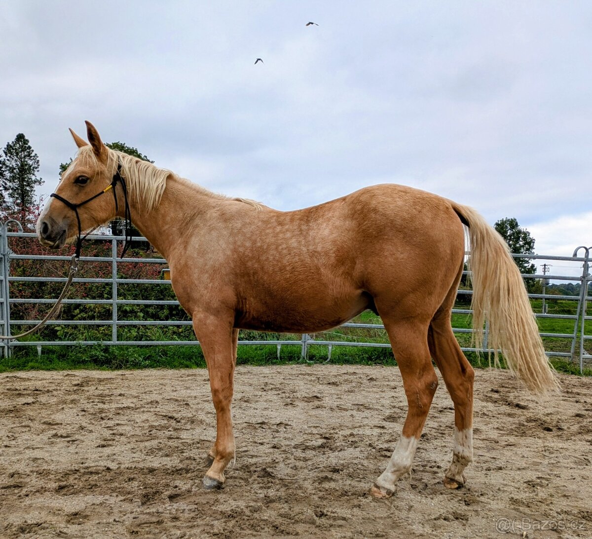 Quarter horse valach