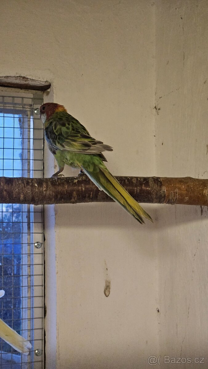 Rosela přírodní straka/modrá, zlatá?