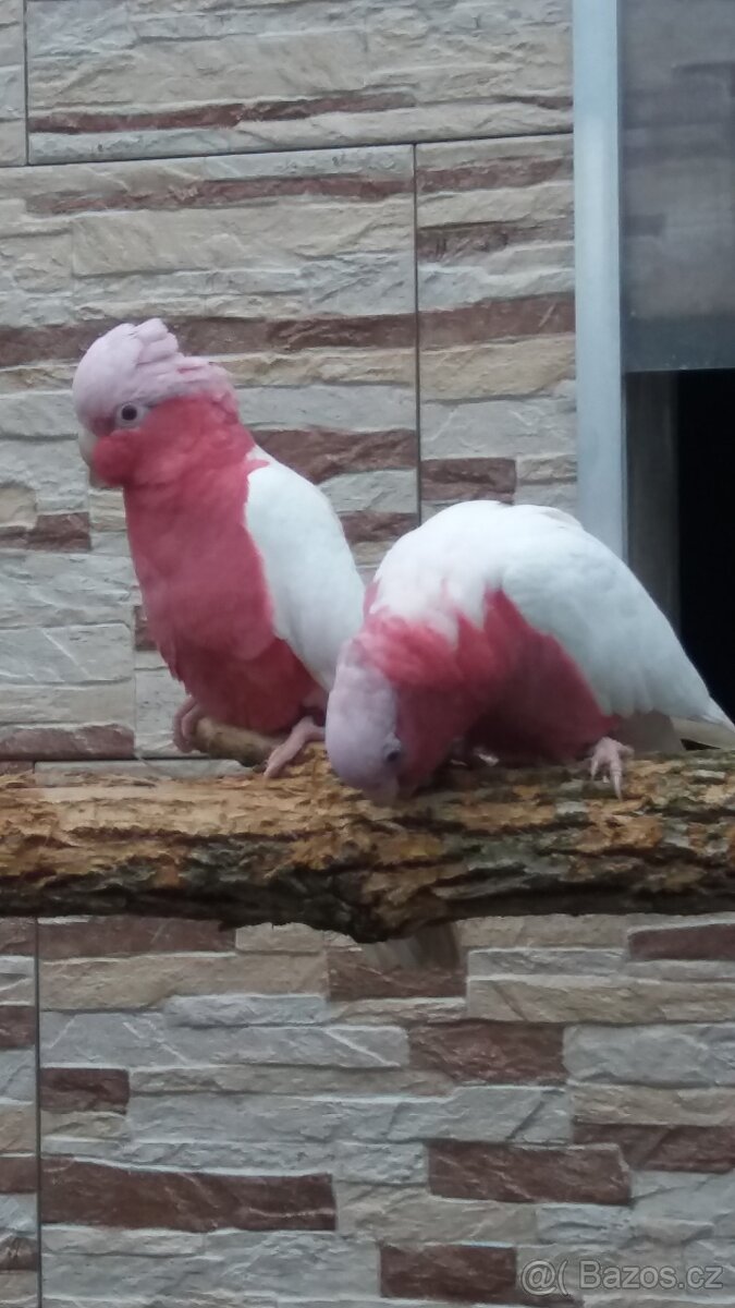 Kakadu růžový  Lutino