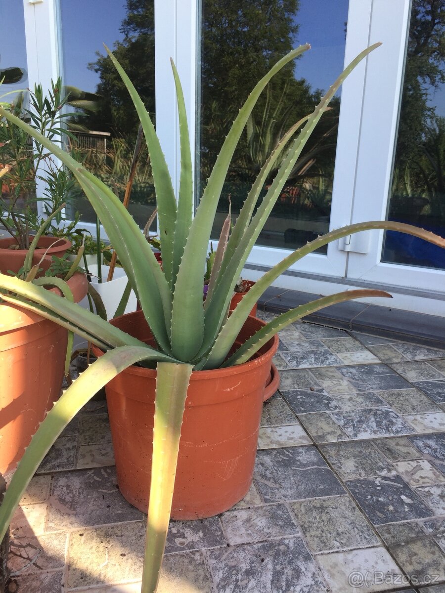 Aloe vera