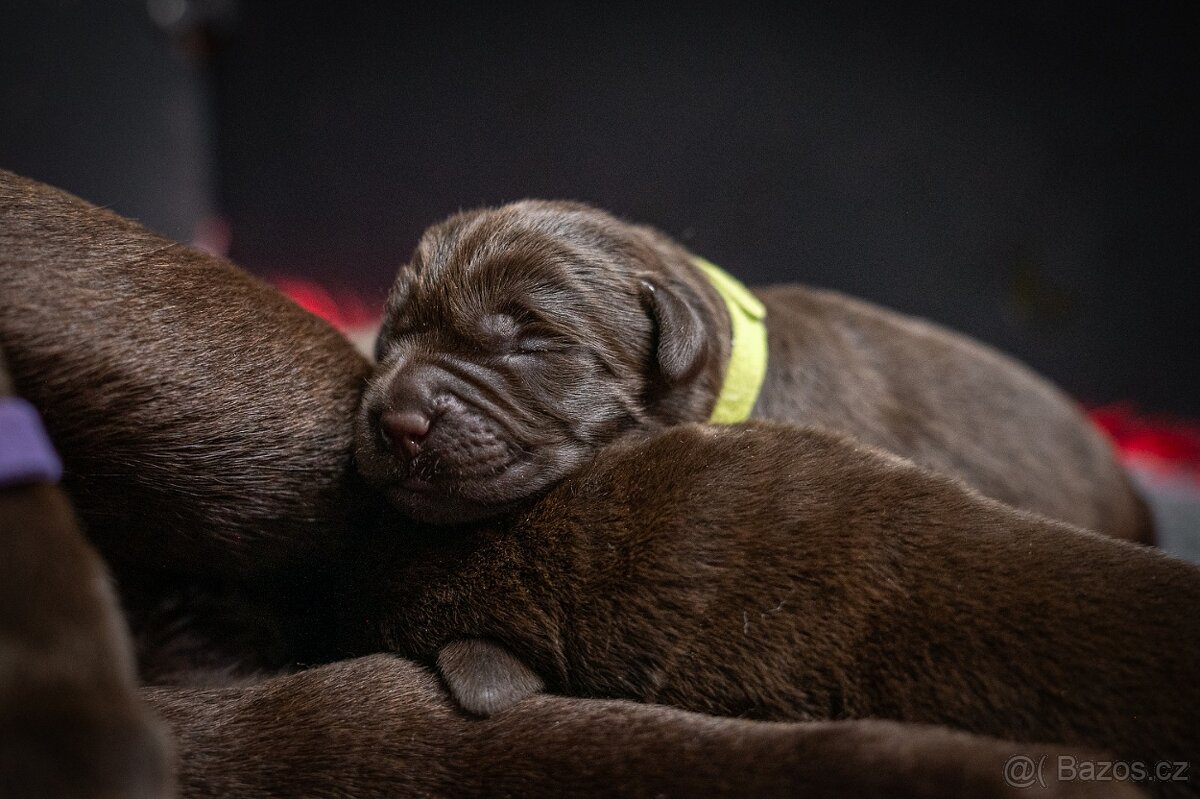 Labrador - hnědá štěňátka s PP