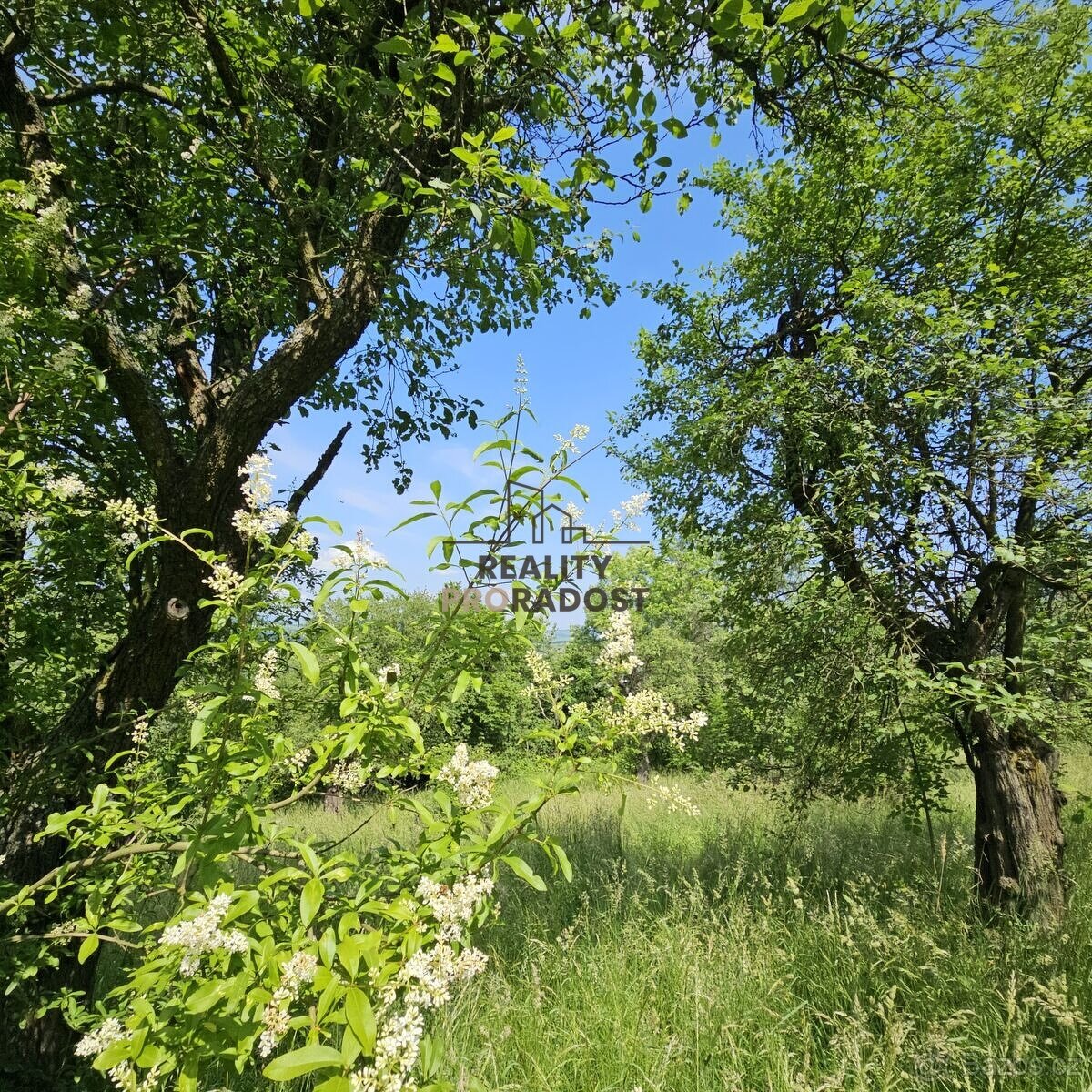 Prodej ovocného sadu 4 253 m2 v Koryčanech