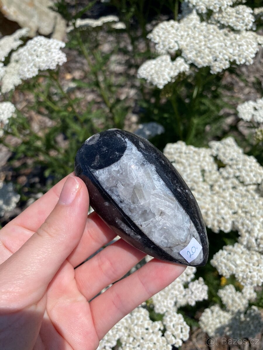 Minerály - Orthoceras (Maroko)