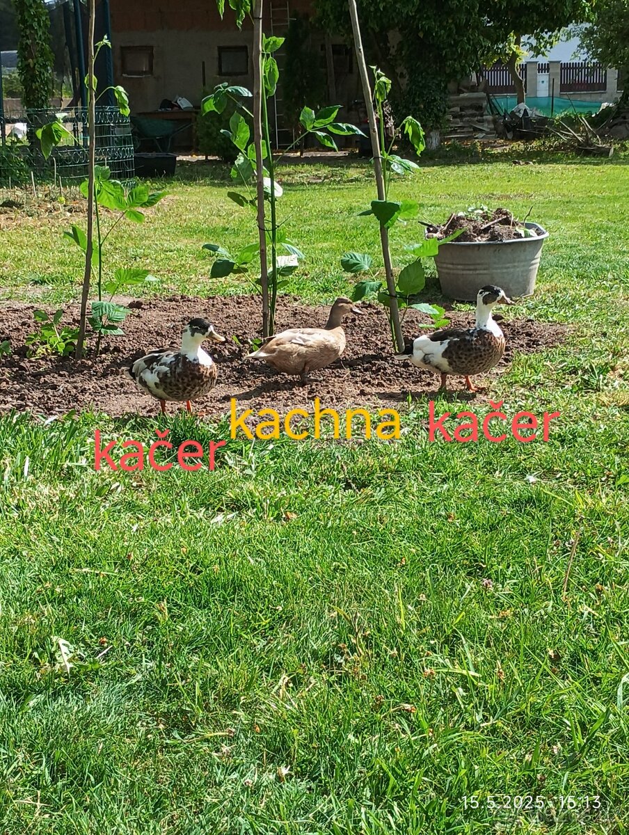 Kachna zakrslá