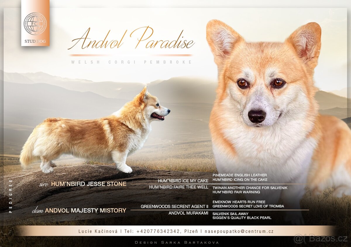 Welsh corgi pembroke - krytí