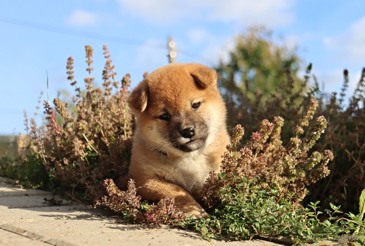 Shiba inu s PP