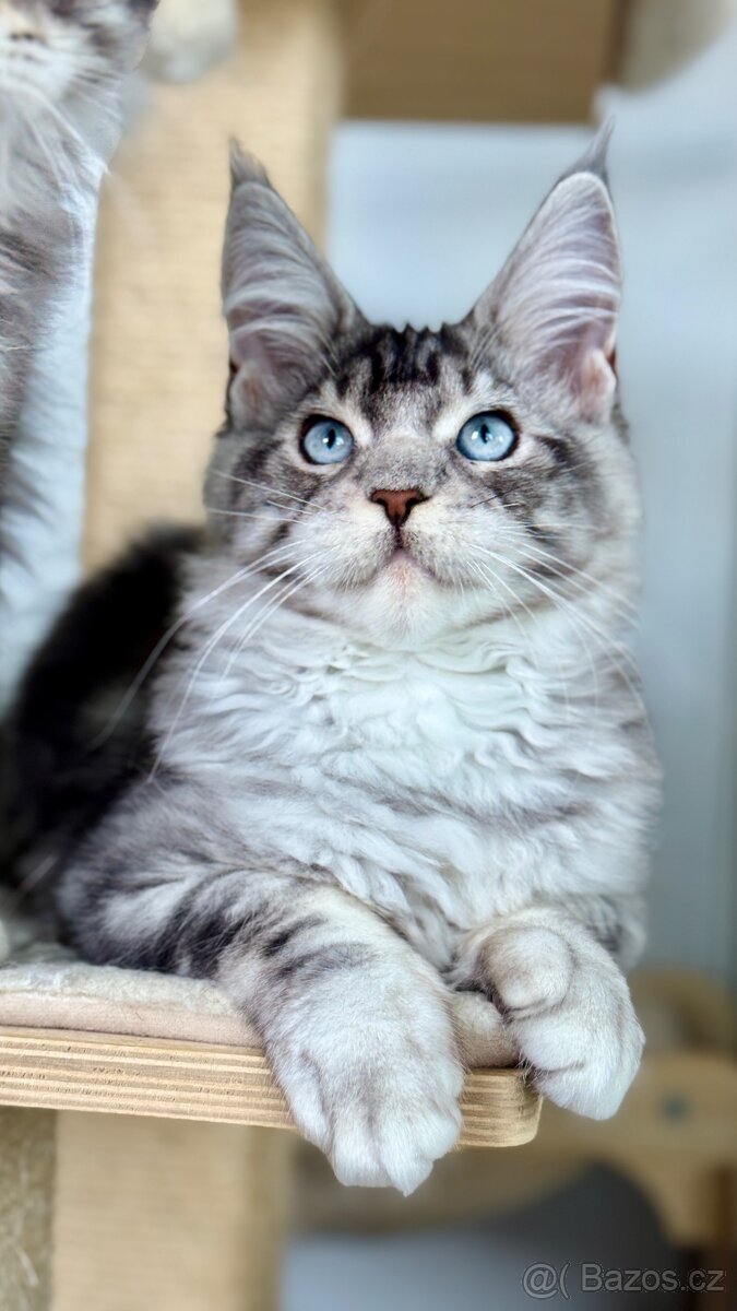 Freddie s PP Maine Coon Mainská Mývalí kocour